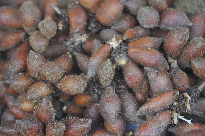 Fruits